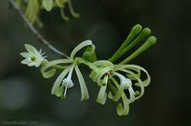 Image result for Turraea floribunda