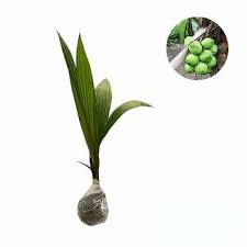 Panduan tanam kelapa matag teratak maya tempatku lepak. Jual Tanaman Kelapa Pandan Wangi Thailand Import Bibit Online