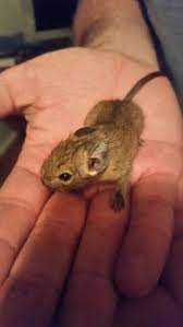 38 Degus Ideas Degus Degu Pets