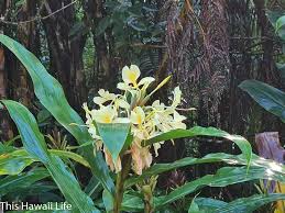 Maybe you would like to learn more about one of these? Fragrant Flowers Of Hawaii This Hawaii Life