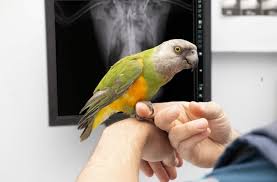 Der papagei kommt in allen größen, farben und formen vor. Aspergillose Bei Papageien Mykose Diagnose Behandlung Zooplus