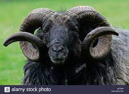Stock Photo Domestic Sheep Moorland Sheep Ram Male Portrait Ovis Ammon F Aries Male Portrait Stock Photos Sheep