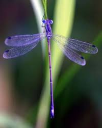 Damselfly Insectes Libellule Animaux Beaux
