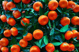 It has a very delicious flavor and is a moderately sized tree that. Beautiful Tangerine Tree Growing In Asia Ripe Mandarin Oranges Stock Photo Picture And Royalty Free Image Image 109328005