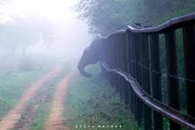 In Pics: An Elephant's Long Walk to Freedom