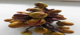 Image result for Pycnanthus