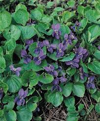Budhub canada isn't just about finding a dispensary near me. 42 Edible Flowers Ideas Flowers Flower Seeds Edible Flowers