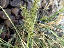 Image result for Cenchrus biflorus