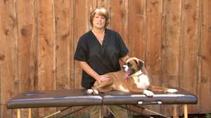 Check spelling or type a new query. How To Massage Your Dog Monkeysee Videos