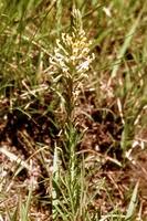 Image result for Hebenstretia dentata