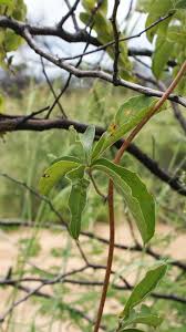 Image result for Dioscorea quartiniana