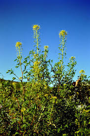 Image result for Cleomaceae