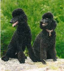 Gooddog.com has been visited by 10k+ users in the past month Sanvar Poodles Breeder Of Quality Miniature And Standard Poodles