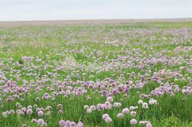 Image result for Pycreus macranthus