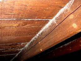 If your crawl space or basement is damp, it is extremely likely that you have mold developing in your house. Is White Mold Dangerous How To Get Rid Of White Mold