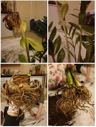 Propagating zz plants is easy but can take up to nine months or more. Stressed Zz Plant Thought Root Rot But No Sign In Roots Any Advice More Info In Comments Plantclinic
