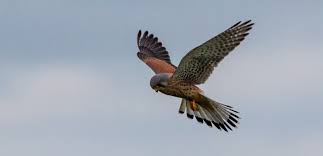 Ataque de un cernicalo primilla a una pareja de canarios. El Cernicalo Primilla En Peligro De Extincion