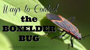 04/09/2021 what kind of location is this?: Pest Control The Annoying Box Elder Bug Western Garden Centers