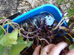 Image result for Leonotis myrothamnifolia