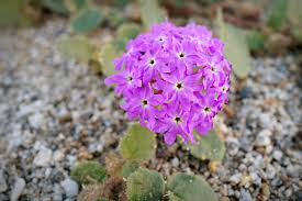 Image result for Vandellia subracemosa