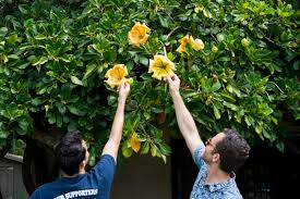 Image result for Solandra maxima