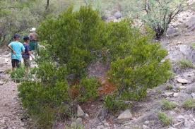 Image result for Euclea undulata