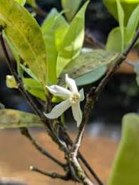 Image result for Malouetia