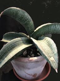 Image result for Sansevieria sinus-simiorum