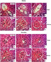 Image result for Alchemilla kiwuensis