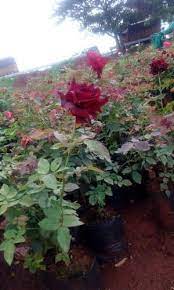 Use them in commercial designs under lifetime, perpetual & worldwide rights. Black Red Rose Plants At Rs 40 Piece Rose Plant à¤— à¤² à¤¬ à¤• à¤ª à¤¡ à¤° à¤œ à¤Ÿ à¤° Jaibadi Bijasani Rose Nursery Pune Id 15432212955