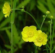 Buttercup Ranunculus Acris Wildwood Flower Buttercup Flower Cool Plants