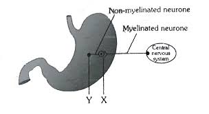 For a better understanding of this chapter, you should also see question 20. The Given Diagram Shows The Parasympathetic Innervation Of Smooth