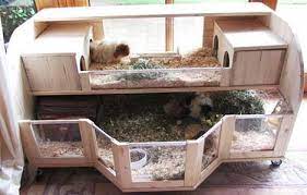 Pin On Guinea Piggies