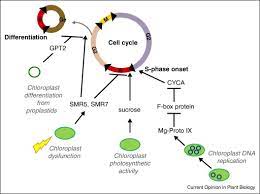 We did not find results for: Chloroplasts Around The Plant Cell Cycle Sciencedirect