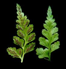 Image result for Asplenium adiantum-nigrum