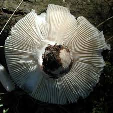 Image result for Russula perlactea