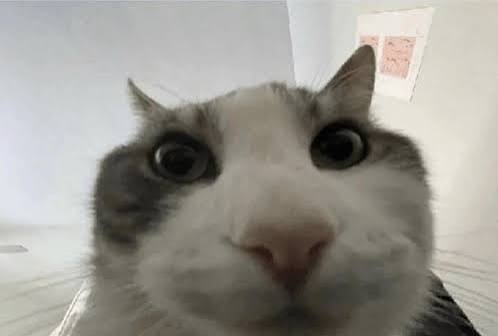 Gato juzgando