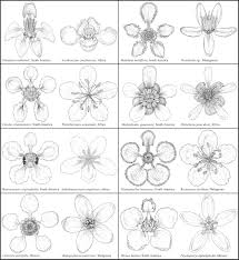 Image result for Triaspis hypericoides