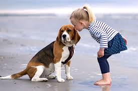 Our premises are monitored via video surveillance for your puppy's safety! Beagle Dog Breed Information And Characteristics Daily Paws
