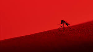 Image result for Dengue