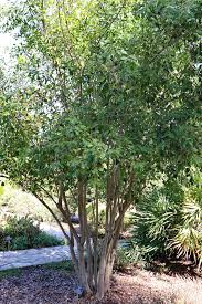 Image result for Catha edulis