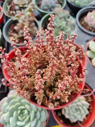 Image result for Crassula alticola