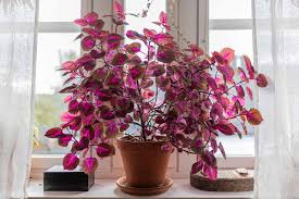 Image result for Coleus
