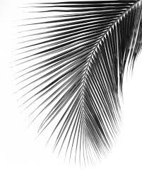 Black And White Palm Tree Print Palm Leaf Print Black And White Photography Abstract Tropical Leaf Summer Art Tropical Palm Leaves 8 X 10 Inches Unframed Black And White Leaves Black And White Painting White Painting