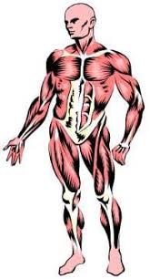 Check out our human muscles print selection for the very best in unique or custom, handmade pieces from our shops. Move Your Muscles Lesson Teachengineering