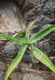 Image result for Aloe wollastonii
