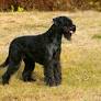 Schnauzer gigante