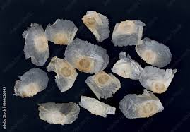 Image result for Oroxylum indicum