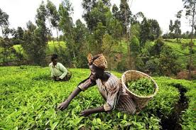 In kenya, hiving of forest. Sustainable Agriculture In Kenya The Borgen Project