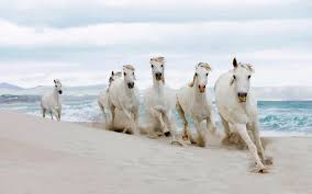 Check spelling or type a new query. White Wild Horses The Sea Beach Hd Wallpapers Wallpapers13 Com